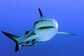 gray reef shark in Sudan