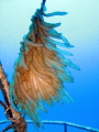 Squid eggs on the P29, Malta