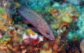 Red Hind at Peter's Place, Roatan Honduras