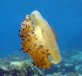 Fried egg jelly fish Malta