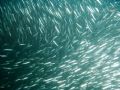 School of anchovies that was being chased by a school of barracudas. Quite the amazing sight. La Jolla Cove, CA.