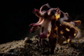Flamboyant Cattlefish.