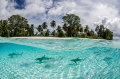 Shadowed by a shoal of small-spotted darts, a shiver of black-tip reef sharks patrols the shallows.