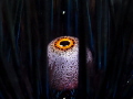 Big Brother's eye.