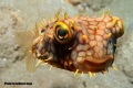 WEB BURRFISH
