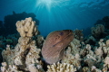 Moray eel under the sunrays