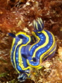 Hypselodoris courtship