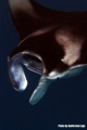 Manta in The Maldives, at the feeding station called 