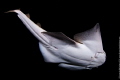 Angel Shark taken during a night dive in Gran Canaria