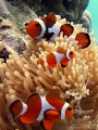 three's a party 
at Tioman Island, Malaysia