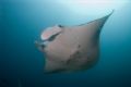 Manta reef, Guinjata Bay, Mozambique.