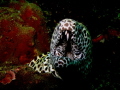 Honeycomb Moray eel