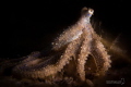White V Octopus