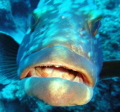 This grouper has something to say