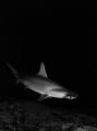 Cloaked in darkness, a curious hammerhead shark comes in for a look.