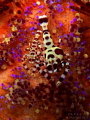 Coleman Shrimps. The carapace of the bigger shrimp deformed because of parasite infestation.