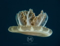 Upside-down jellyfish