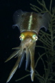 Caribbean Reef Squid consuming a Chromis Reef fish