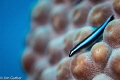 Neon Goby