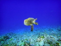A little turtle emerges from the blue