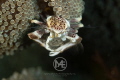 Porcelain crab