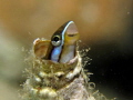 A shy mimic fangblenny (combtooth blenny) inside an empty worm hole