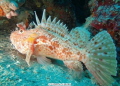 Fish Chapon