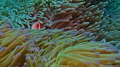 Clown & Anemone