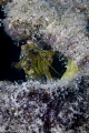 Mantis in a bottle - Islamorada