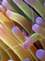 Little one on the soft coral