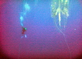 The diver is not alone..