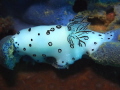 Nudibranchia image, taken in Kho Tao, Thailand. With Olympus E-PM1 and +10 Macro Lens