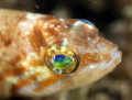 The world in the eye of a little fish. Taken with Canon 100D, Canon 60mm macro lens, Ikelite housing & DS51 flashes