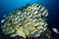 A well tended sweetlips school. Cape Kri - Raja Ampat.