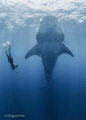Whale Shark 