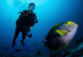 A diver looks on as a curious surgeon fish examines my camera.