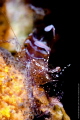 Periclimenes