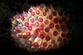 Snooted Janolus Savinkini nudi