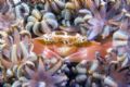 Mimetic crab , Nikon D00, 105 macro, two strobo