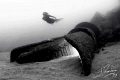 Old lighthouse which has recovered its light...