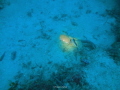 Fish under the spot light