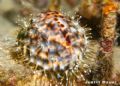 leopard cowrie silica bay puerto princesa taken with canon eos 5 
film kodak
ikelite housing and strobes