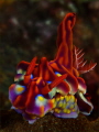 Miamira magnifica