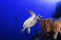 Diver observing a Hawksbill eat from the blue! 
North Wall, Grand Cayman