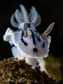 Chromodoris willani. Taken in Lembeh.