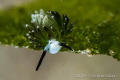 Costasiella usagi. This critter is 2-3mm long and it's been on my wish list for ages. I found the first one by accident and now realised that they are everywhere :)