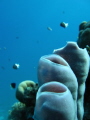 During daily dive Fanus west - sponges - Canon Powershot A 570IS the 06/11/2013