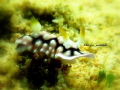 nudibranch