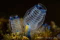 Interesting sea squirt looking like it possesses ribs.