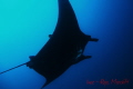 Manta point at raja4